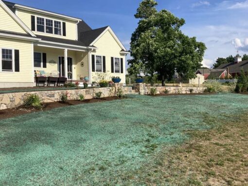Hydroseeding a front yard behind a low stone wall