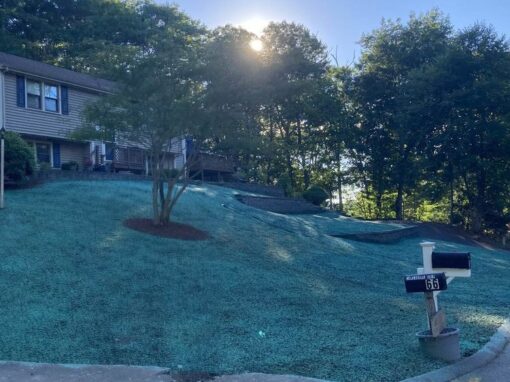 Hydroseeded slope beside a mailbox at sunset