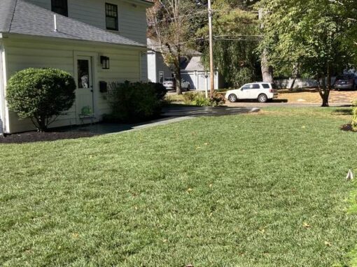 Green side yard with foundation shrubs