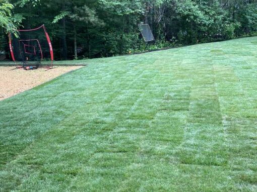 Fresh sod rolled out across a backyard, seams still visible