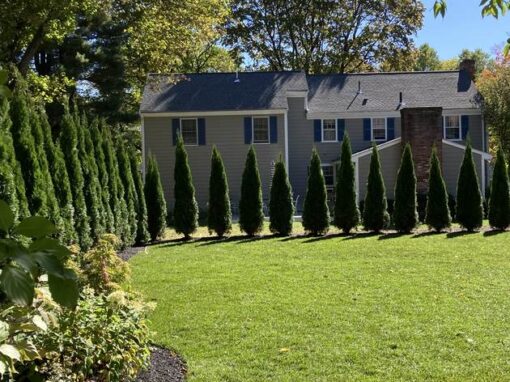 Thick lawn along an arborvitae privacy row