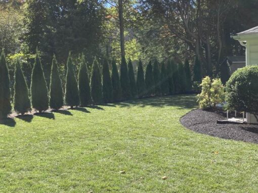 Healthy turf along an arborvitae row; dethatching keeps grass like this breathing