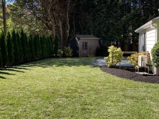 Established sod yard with arborvitae and shrubs along the house