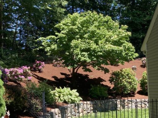 Hillside bed with a Japanese maple behind a stone wall and pool fence