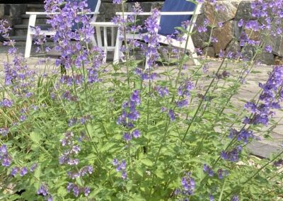 planting wrentham norfolk franklin foxboro ma 1