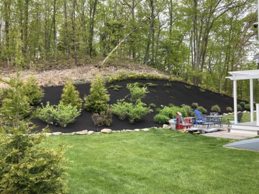 Hillside planting of evergreens and shrubs in black mulch above a lawn