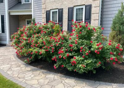 planting wrentham norfolk franklin foxboro ma 4