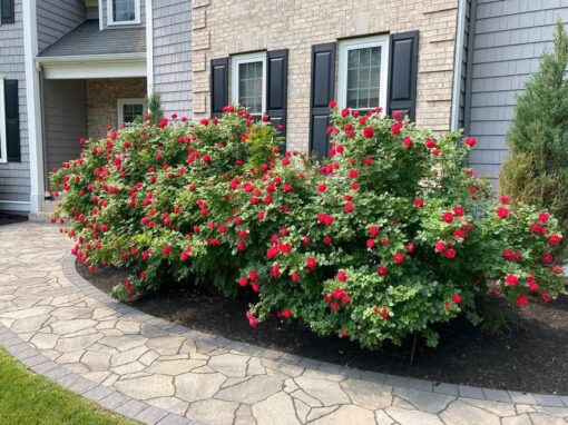 Red shrub roses in full bloom beside a flagstone walk