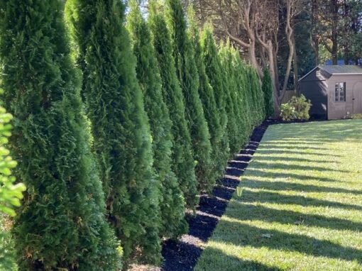 Row of arborvitae forming a privacy screen along a mowed yard