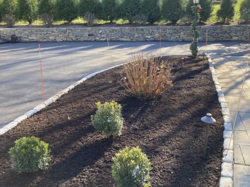 Young shrubs in a new bed along a driveway with an arborvitae row behind