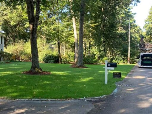 Shaded front yard under mature trees along a driveway