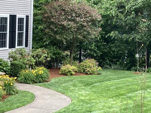 Dense green grass along a curved front walk, the goal of every fertilizer program