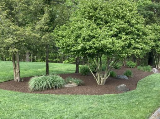 Mulched island bed with trees and grasses in a mowed yard